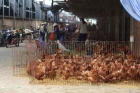 Havy poultry market ©FAO